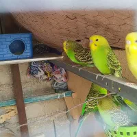 فروش 12 عدد مرغ عشق سالم و سرحال