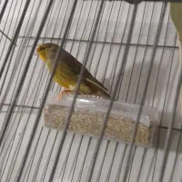 قناری نر|پرنده|رباط‌کریم, نصیرشهر|دیوار