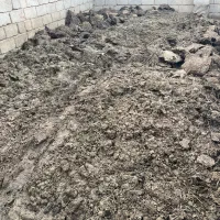 پهن گوسفندی