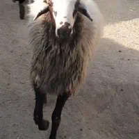 بره قوچ همو|حیوانات مزرعه|شیروان (خراسان), |دیوار