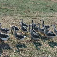 قوغاز اصل آفریقایی