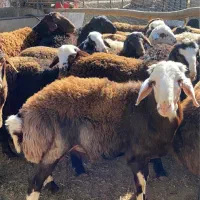 بره نر کشتاری