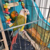 کوتوله گرینچیک عروس هلندی لوتینو زعفرانی