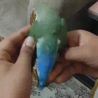 کوتوله برزیلی