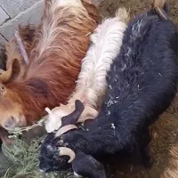 بزقاله|حیوانات مزرعه|شاهرود, |دیوار