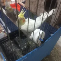 جفت عروس هلندی مولد