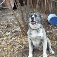 سگ چوپانی افغان ۱ساله|سگ|جلین, |دیوار