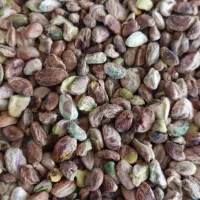 خرید و فروش مغز پسته|عمده‌فروشی|قم, آزادگان|دیوار