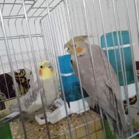 عروس هلندی جفت