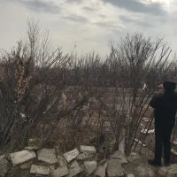 باغچه درخت جنگل