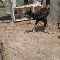 خروس لاری