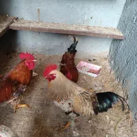 3تا خروس جوان دانه ای 700