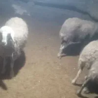 گوسفند یدست دشتی