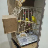 مرغ عشق انگلیسی