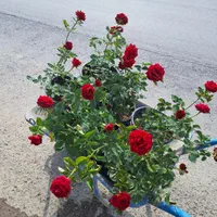 گل رز قرمز باغی باغچه ایی و گلدانی|خدمات باغبانی و درختکاری|لنجان, |دیوار