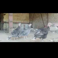 بوغلمون
