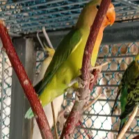 کوتوله برزیلی|پرنده|ساروق, |دیوار