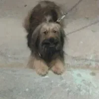 سگ پاکوتاه باهوش وحرف گوش کن وفادار و متی