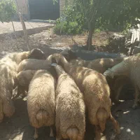 گوسفند سنجابی