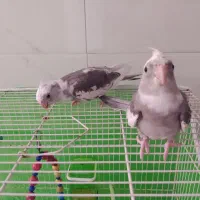 جفت عروس هلندی