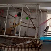 عروس هلندی|پرنده|میانه, |دیوار