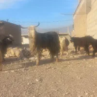 نر بز یا ساورین درجه یک|حیوانات مزرعه|مهران (ایلام), |دیوار