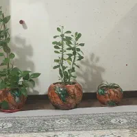 سه تا گلدون با گل