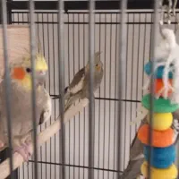 جوجه عروس هلندی