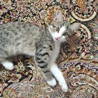 واگذاری گربه