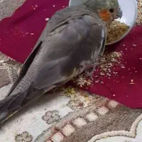 گم شده عروس هلندی