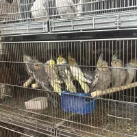 سرای عروس همه رنگ