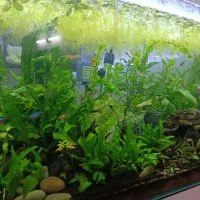 گل روآبی(گل کاهویی)