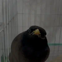 مرغ مینا سخنگو