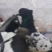 کله و سینه ارزون|پرنده|مه ولات, |دیوار