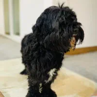 سگ شیتزو تریر|سگ|تهران, باغ فیض|دیوار