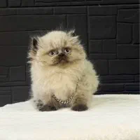 گربه پرشین های سوپر لاکچری با رنگ‌های خاص|گربه|تهران, شهرک غرب|دیوار