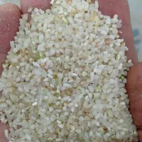 فروش عمده خرده برنج