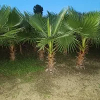 پالم|خدمات باغبانی و درختکاری|رودسر, |دیوار