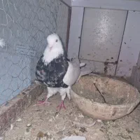 طوقی پابلند ودرشت