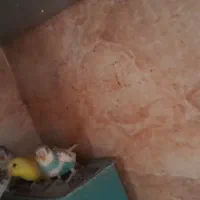 چهارعدد جوجه مرغ عشق  خوش رنگ|پرنده|پاکدشت, پاکدشت (مامازند)|دیوار