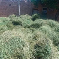 یونجه آبی|لوازم جانبی حیوانات|اسفراین, |دیوار