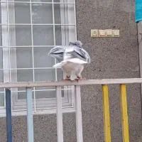 چن تا کبوتر خوب