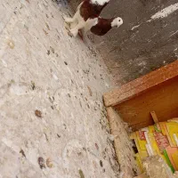 کفتر