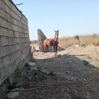 باسلام خدمت دوستان یک کوره اسب حمدانی|اسب و تجهیزات اسبسواری|آبادان, |دیوار