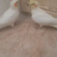 یک جفت عروس هلندی خوش گل