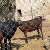 بز مورسیا|حیوانات مزرعه|تهران, افسریه جنوبی|دیوار