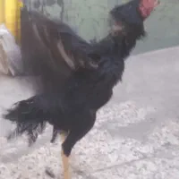 مرغ و خروس لاری|حیوانات مزرعه|تهران, وصفنارد|دیوار