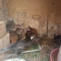 فروش جوجه لاری دو رگه