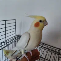 عروس هلندی لوتینو