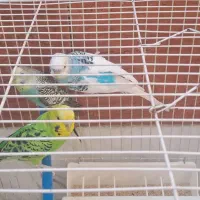 فروش پرنده|پرنده|مشهد, نوده|دیوار
